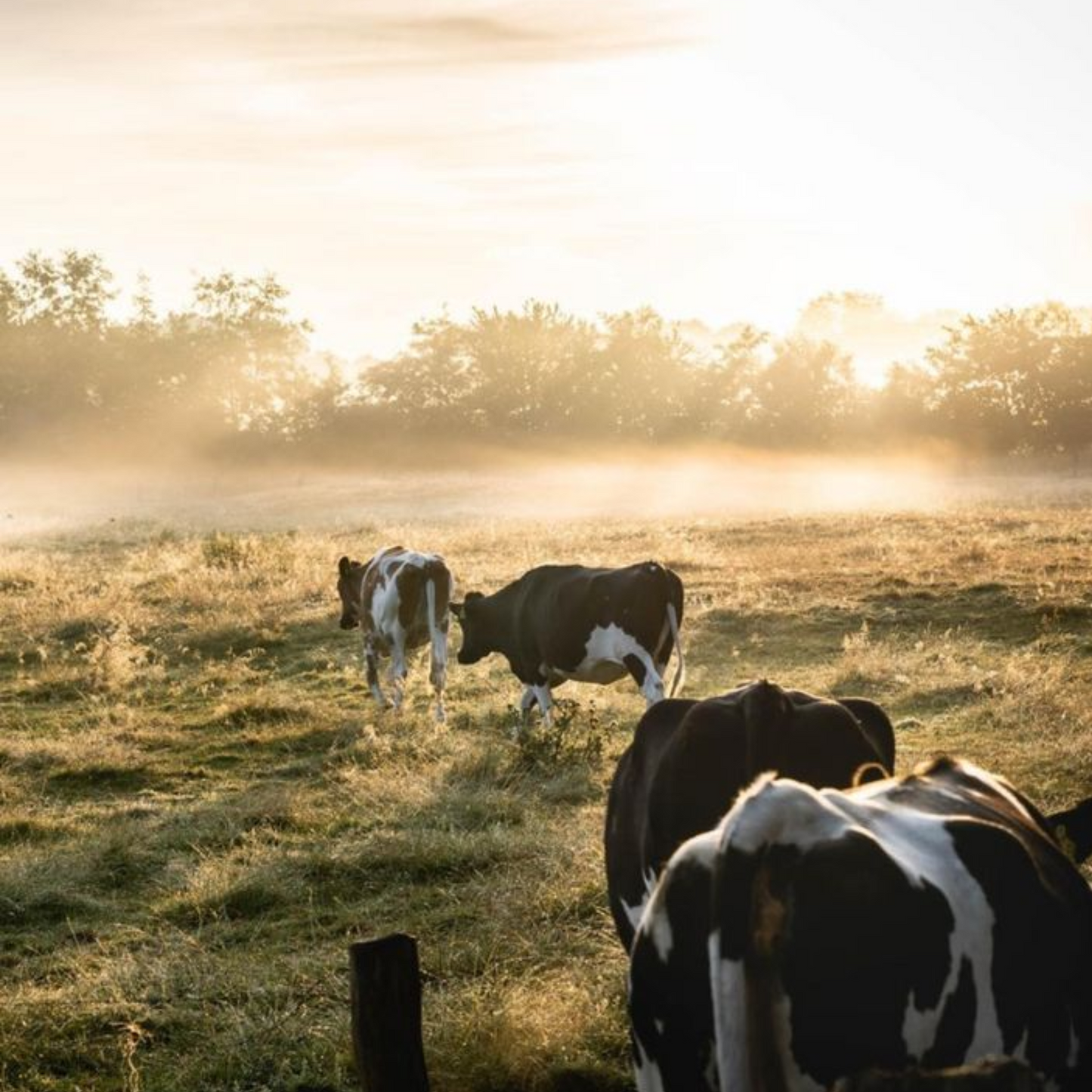 DENSE Bone Broth Pulver – 500g