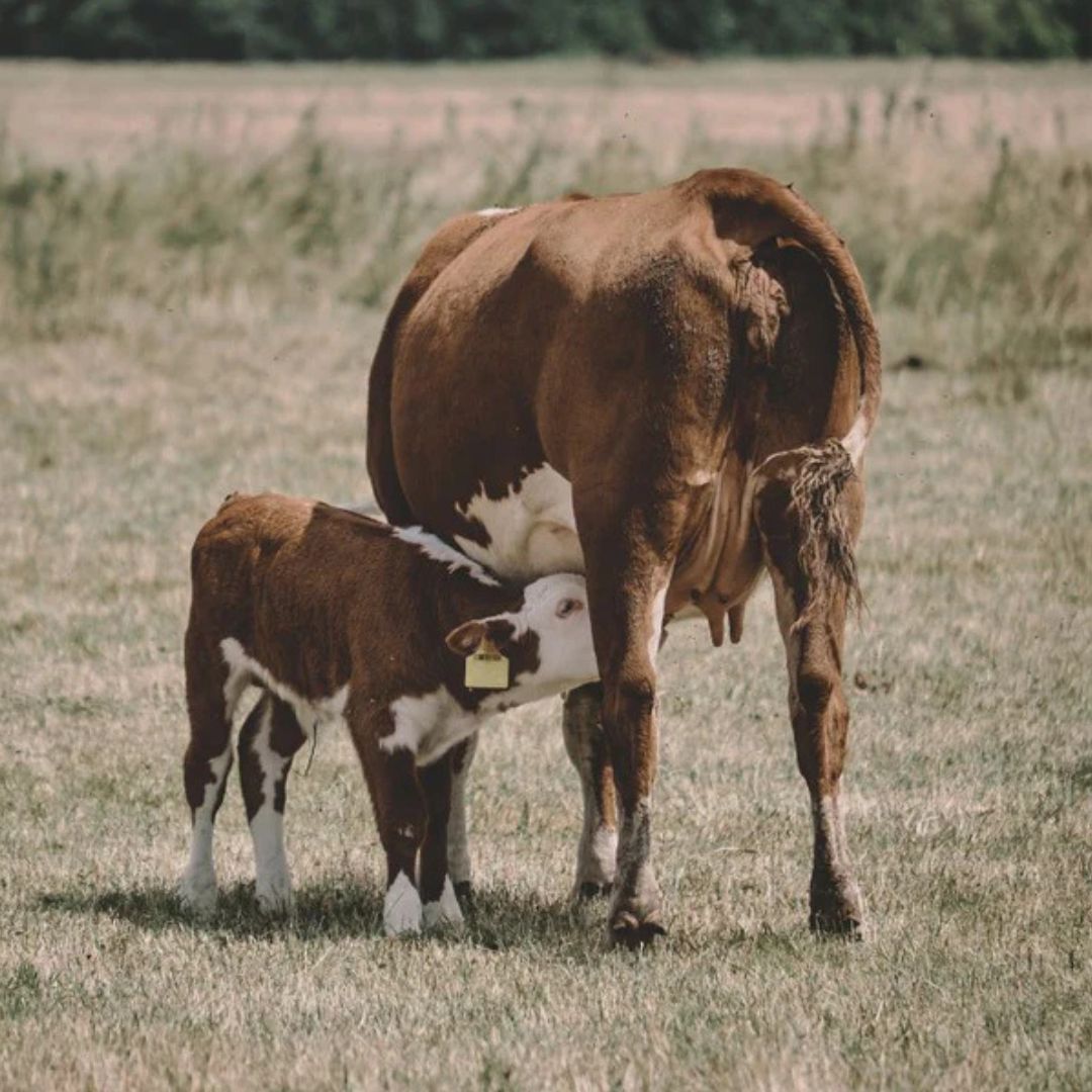 DENSE Colostrum – Råmelkspulver