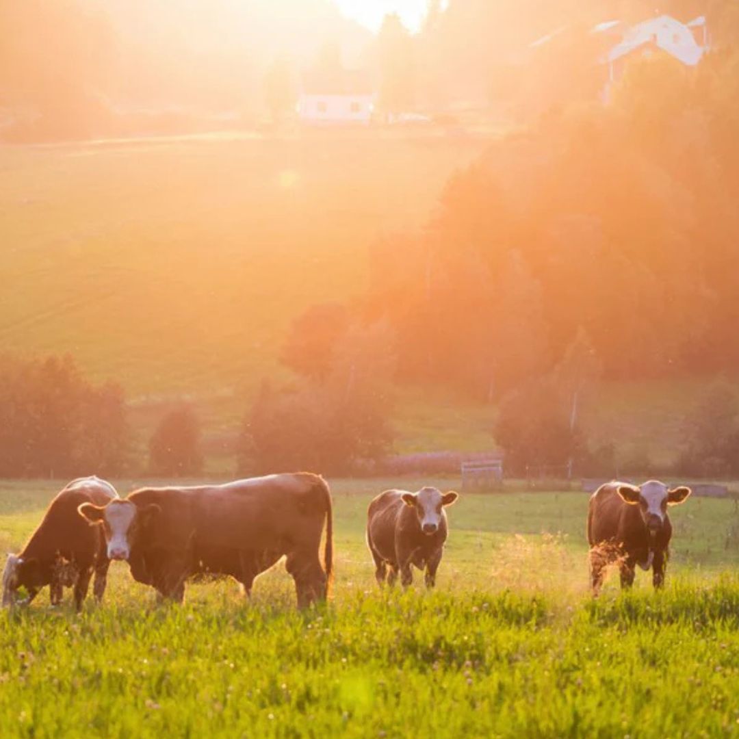 Gressforet Økologisk Ghee
