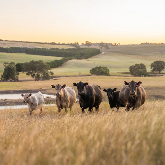 DENSE Collagen - 500 g - rent kvalitets protein fra beiteforet storfe